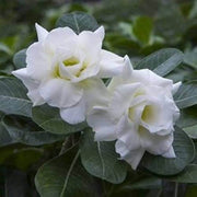 White Adenium Seeds