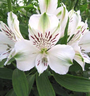 White Alstroemeria Seeds