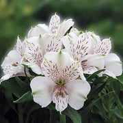 White Alstroemeria Seeds