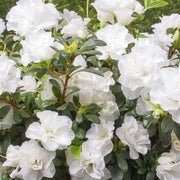 White Azalea Seeds