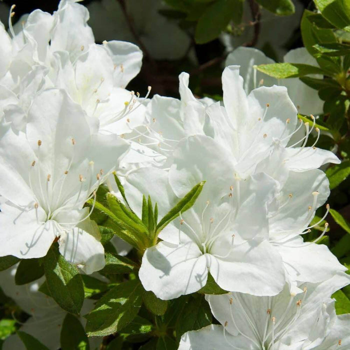 White Azalea Seeds
