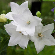 Wildflower Mix White Balloon Seeds