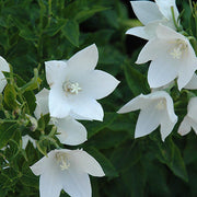 Wildflower Mix White Balloon Seeds