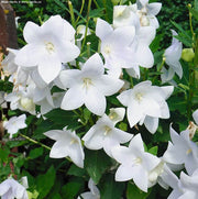 Wildflower Mix White Balloon Seeds
