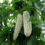 White Bitter Gourd Seeds
