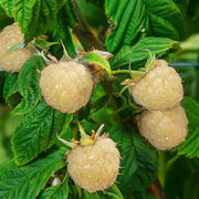 White Blackberry Berry Seeds