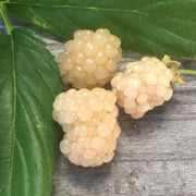 White Blackberry Berry Seeds