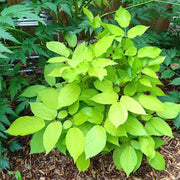 White Blanched Udo Seeds