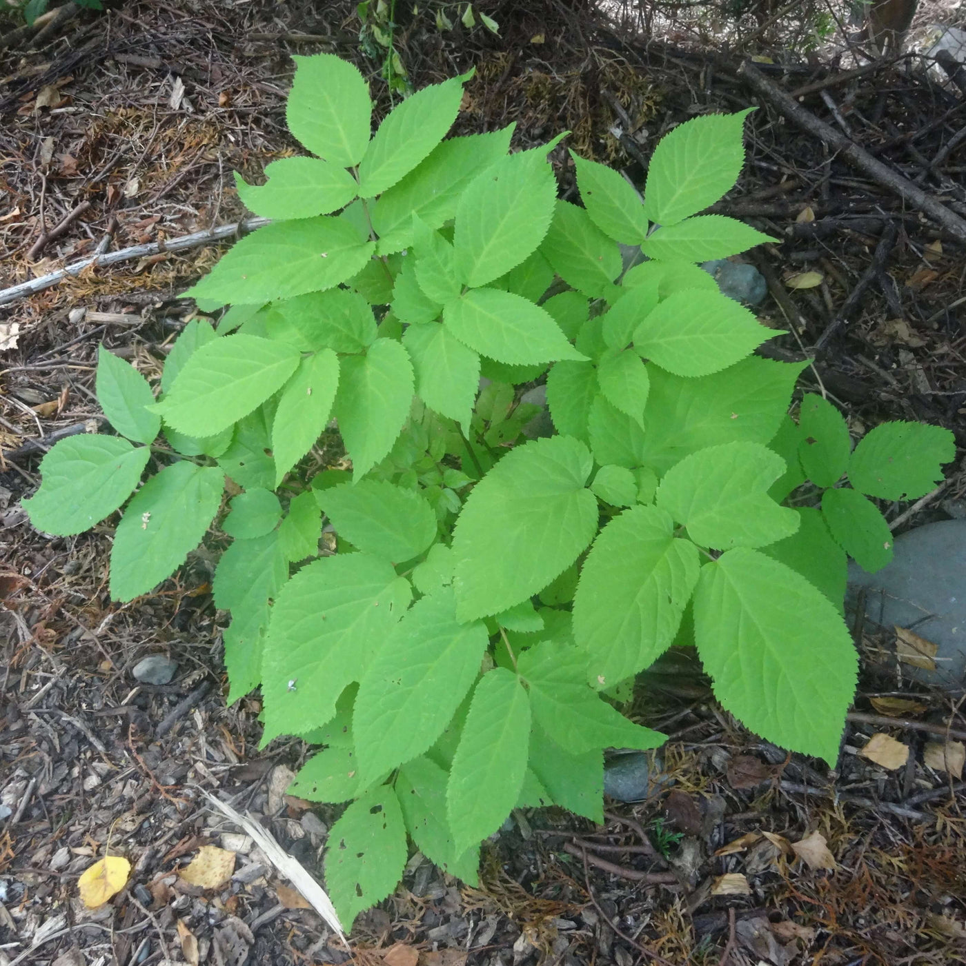 White Blanched Udo Seeds