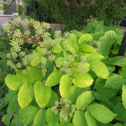 White Blanched Udo Seeds