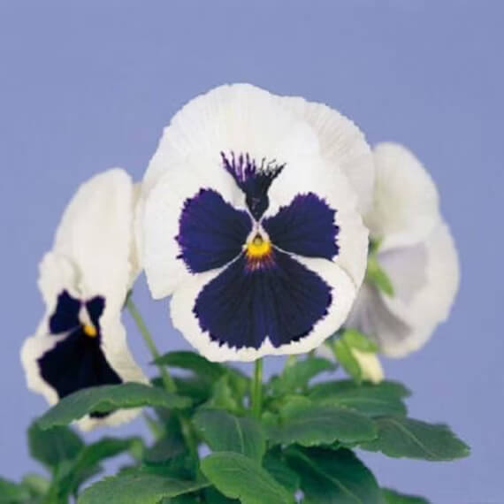 Shade Tolerant White Blue Pansy Seeds