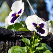 Shade Tolerant White Blue Pansy Seeds