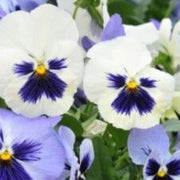 Shade Tolerant White Blue Pansy Seeds