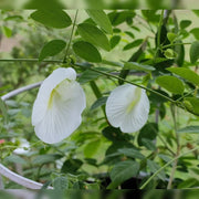 Butterfly Pea Seeds – Clitoria ternatea