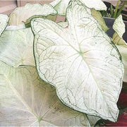 White Caladium Seeds, Herbal