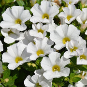 White Calibrachoa Seeds - Flower Plant