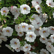 White Calibrachoa Seeds - Flower Plant
