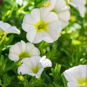 White Calibrachoa Seeds - Flower Plant