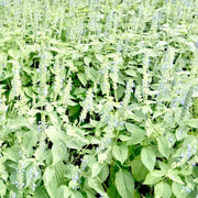 Chia Seeds – Salvia hispanica