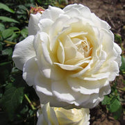 Wildflower Mix White Climbing Rose Seeds
