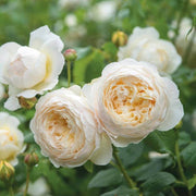 Wildflower Mix White Climbing Rose Seeds