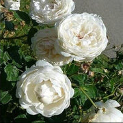 Wildflower Mix White Climbing Rose Seeds