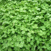 Micro Clover Seeds
