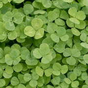 Micro Clover Seeds