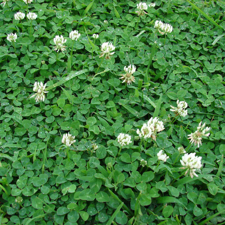 Micro Clover Seeds