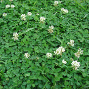 Micro Clover Seeds