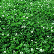 Micro Clover Seeds