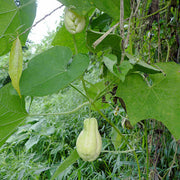 Spiny Seeds, Sechium edule Vegetable Seeds
