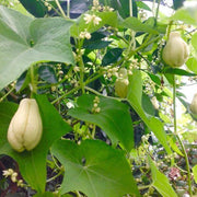 Spiny Seeds, Sechium edule Vegetable Seeds