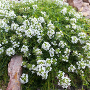 White Seeds, Thymus serpyllum Flower Seeds