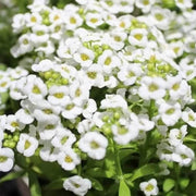 White Seeds, Thymus serpyllum Flower Seeds