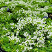 White Seeds, Thymus serpyllum Flower Seeds
