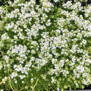 White Seeds, Thymus serpyllum Flower Seeds
