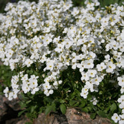 White Seeds, Thymus serpyllum Flower Seeds