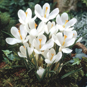 White Crocus Seeds - Flower Plant