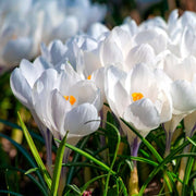 White Crocus Seeds - Flower Plant