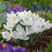 White Crocus Seeds - Flower Plant