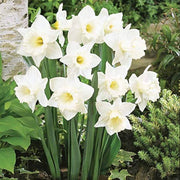 White Daffodil Seeds - Flower Plant