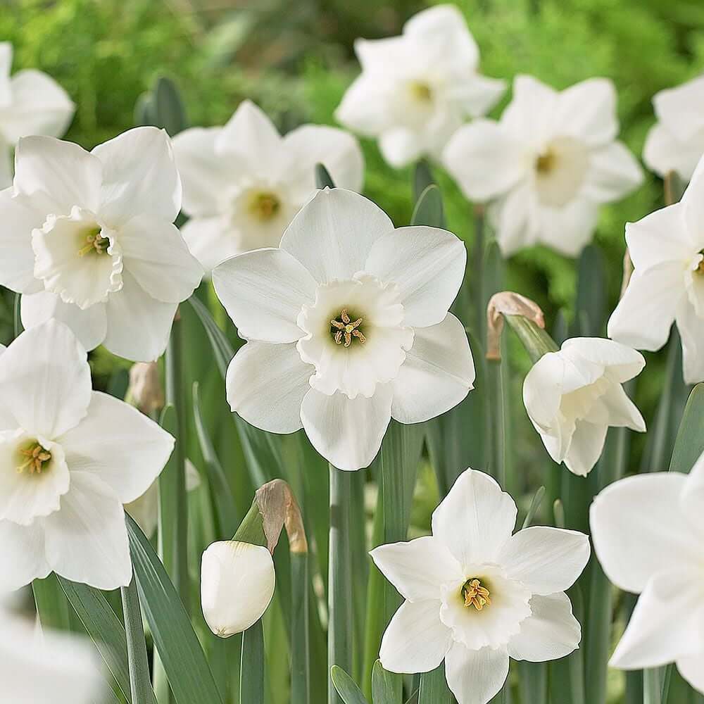 White Daffodil Seeds - Flower Plant