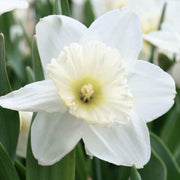 White Daffodil Seeds - Flower Plant