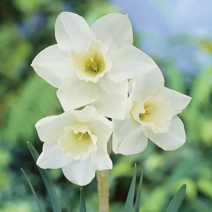 White Daffodils Seeds - Flower Plant