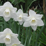 White Daffodils Seeds - Flower Plant
