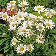 White Daisy Yarrow Seeds