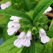 White Donda Leucas Aspera Seeds, Herbal