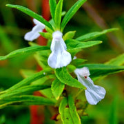 White Donda Leucas Aspera Seeds, Herbal