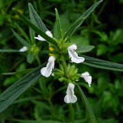 White Donda Leucas Aspera Seeds, Herbal
